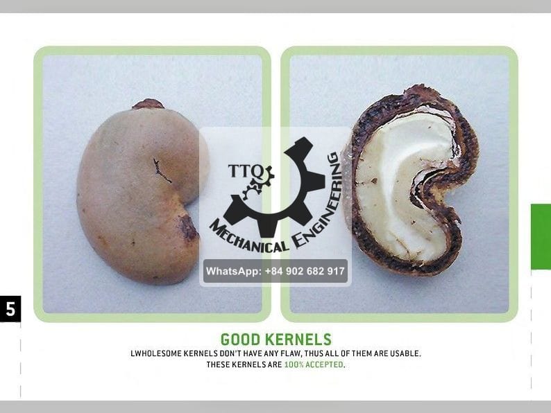 A sound raw cashew nut beside the same nut cut open, showing an unblemished white kernel inside