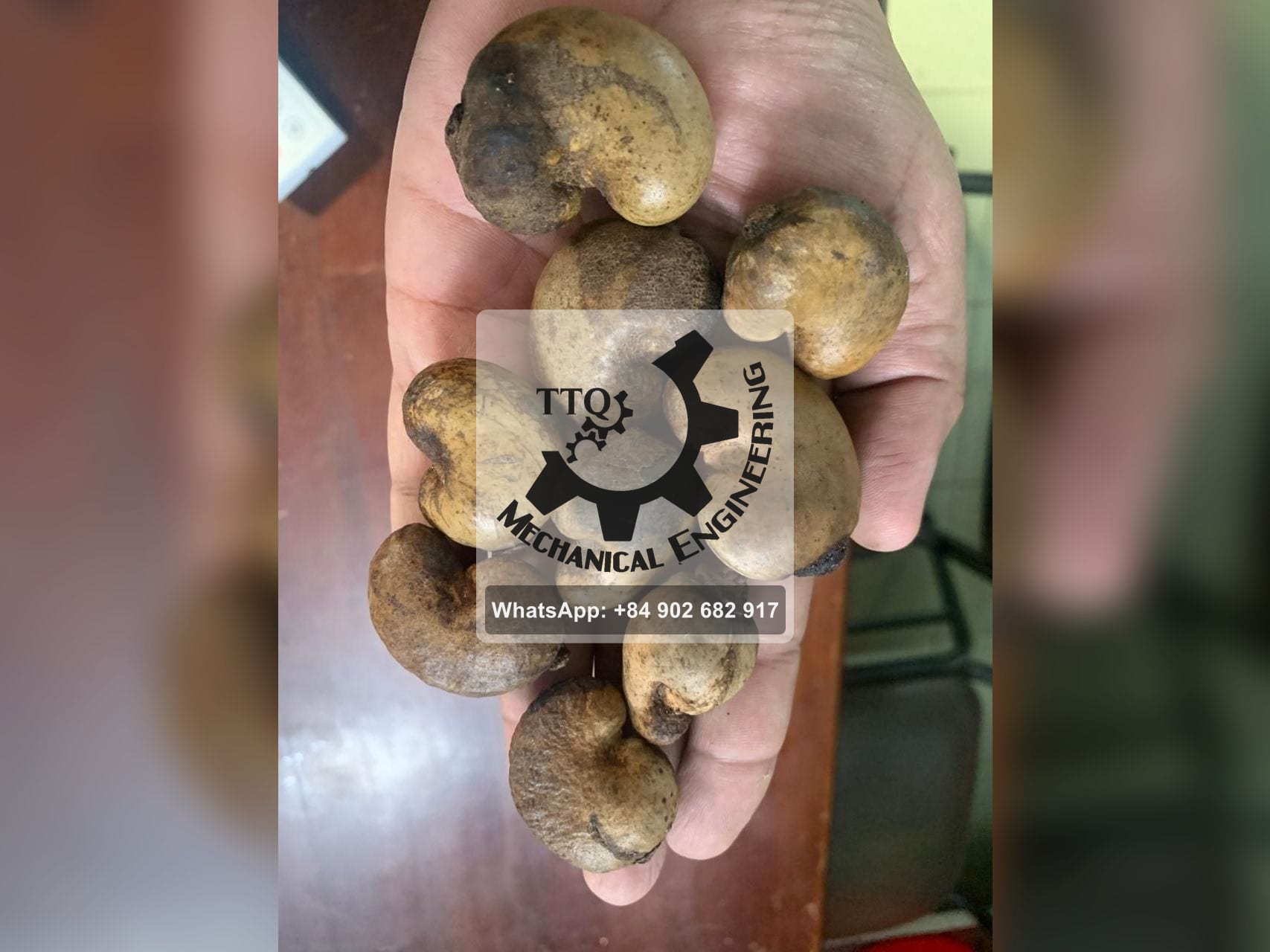 Grade A+ raw cashew nuts held in one hand — the largest size, eight nuts fill the palm