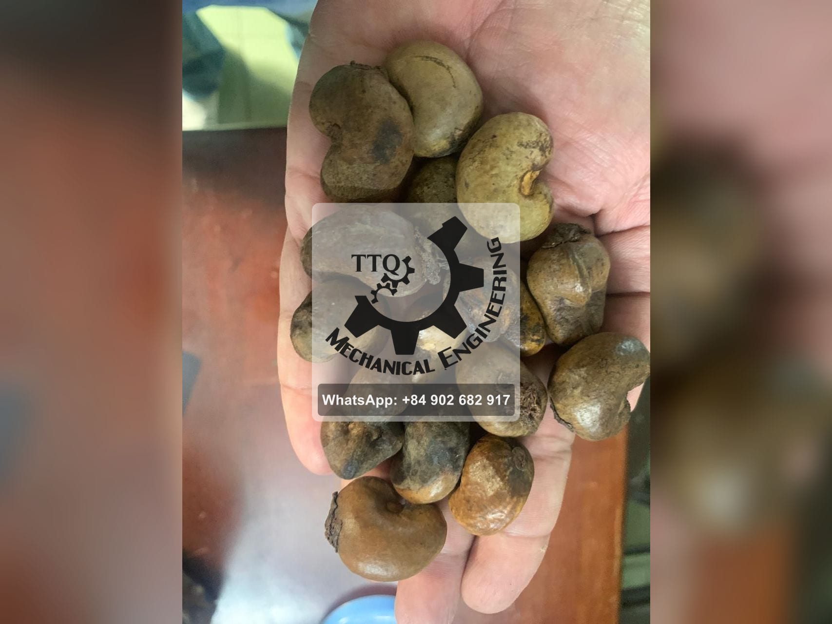 Grade C raw cashew nuts held in one hand