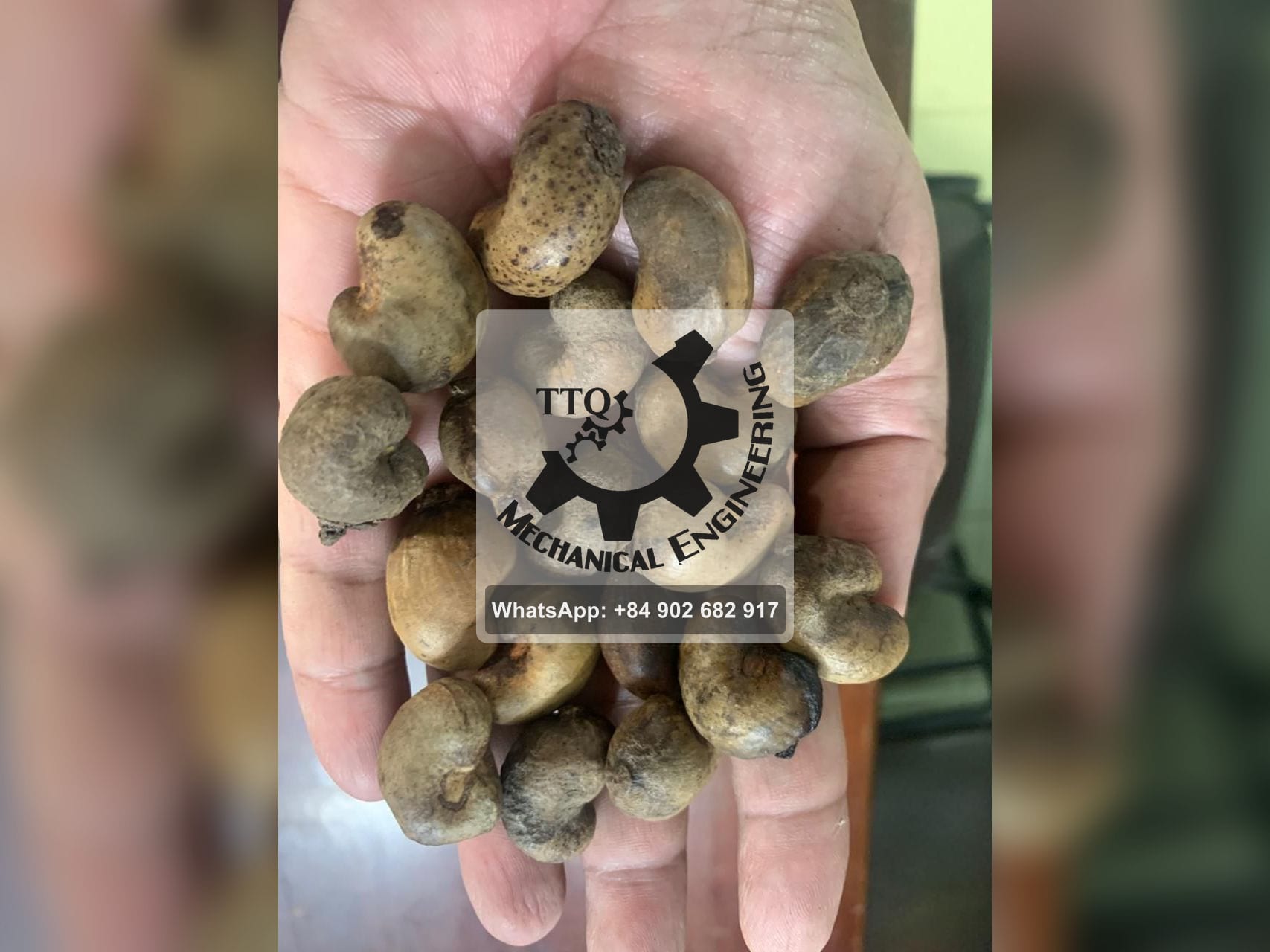 Grade D raw cashew nuts held in one hand — the smallest size, more than twenty nuts in the palm